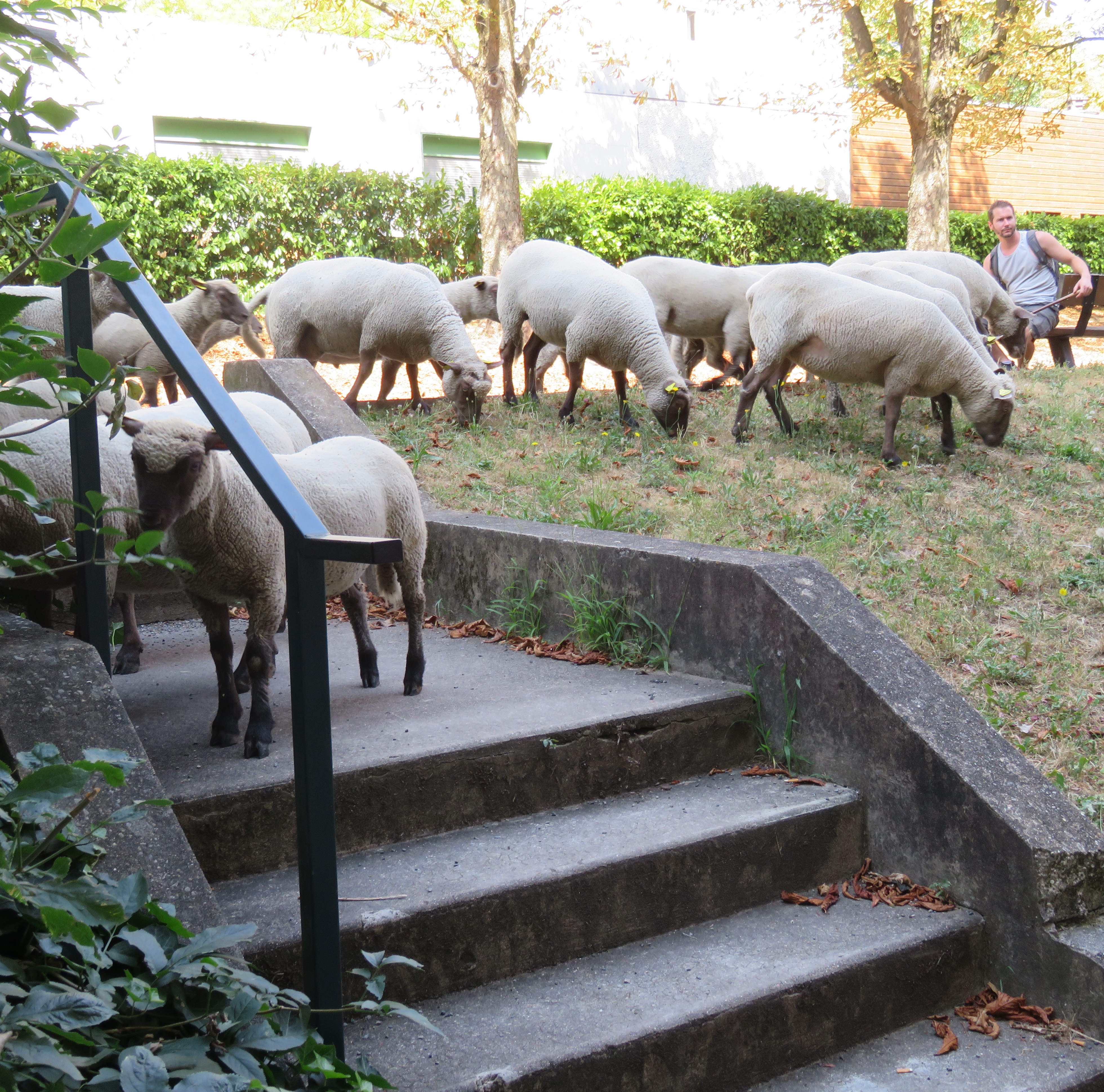 Moutons carrousel.jpg